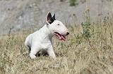 BULL TERRIER 044